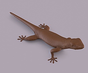 Gecko