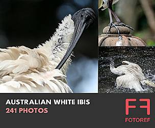241 photos of Australian White Ibis
