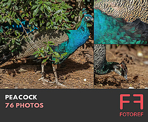 76 photos of Peacock