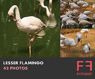 42 photos of Lesser Flamingo
