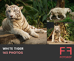 165 photos of White Tiger