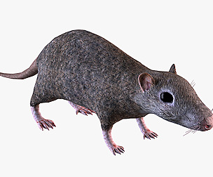 Brown Rat