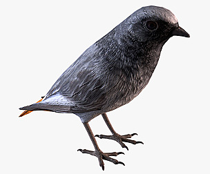 Black redstart