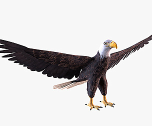 Bald eagle