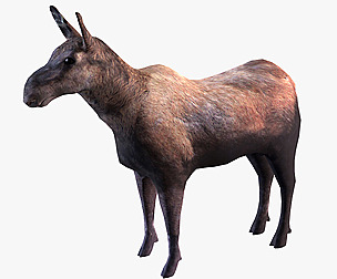 Moose