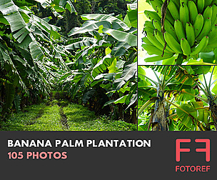 105 photos of Banana Palm Plantation