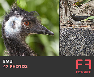 47 photos of Emu