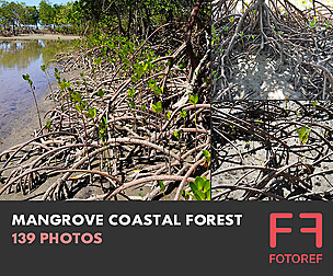 139 photos of Mangrove Coastal Forest