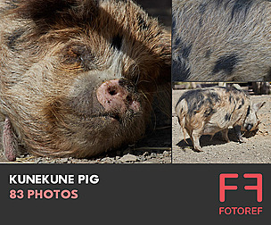 83 photos of Kunekune Pig