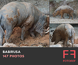 147 photos of Babirusa