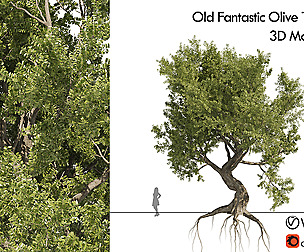 Fantastic old olive tree