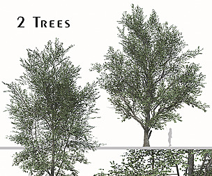 Set of Celtis Koraiensis Tree (Korean hackberry)