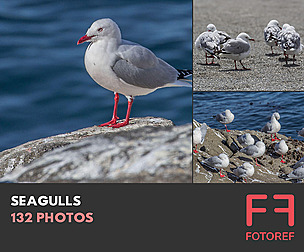 132 photos of Seagulls