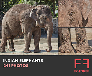 241 photos of Indian Elephants