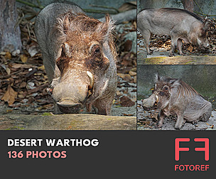 136 photos of Desert Warthog