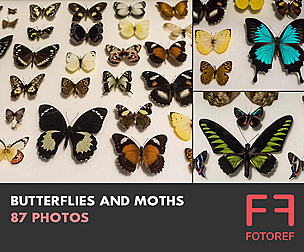 87 photos of Butterflies and Moths