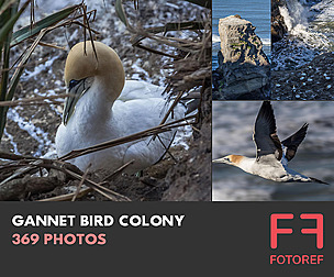 369 photos of Gannet Bird Colony