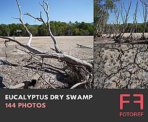 144 photos of Eucalyptus Dry Swamp