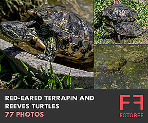 77 photos of Red-Eared Terrapin and Reeves Turtles