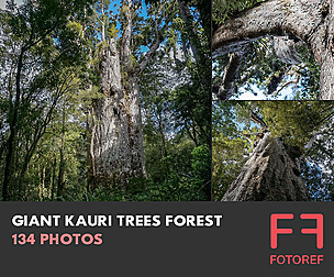 134 photos of Giant Kauri Trees Forest