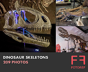 209 photos of Dinosaur Skeletons