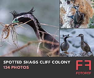 134 photos of Spotted Shags Cliff Colony