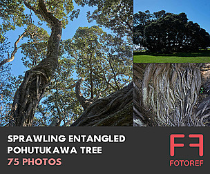 75 photos of Sprawling Entangled Pohutukawa Tree