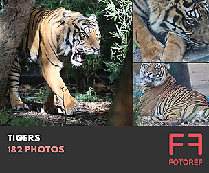 182 photos of Tigers