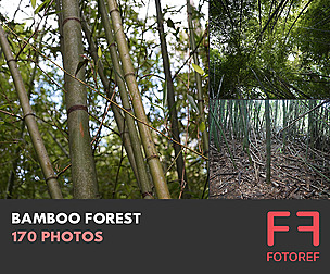 170 photos of Bamboo Forest