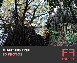 85 photos of Giant Fig Tree