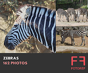 162 photos of Zebras
