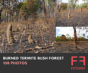 108 photos of Burned Termite Bush Forest