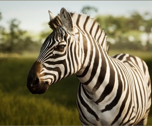 Animalia - Zebra (male)