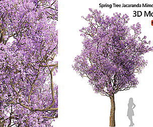 Spring  Jacaranda Mimosifolia Tree