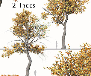 Set of Populus Euphratica Tree (Euphrates Poplar)