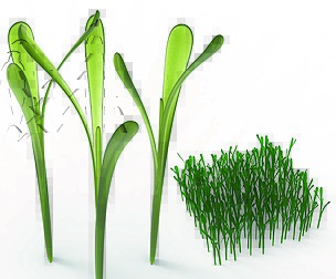 grass