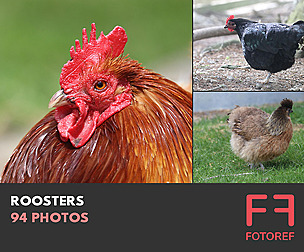 94 photos of Roosters