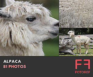 81 photos of Alpaca