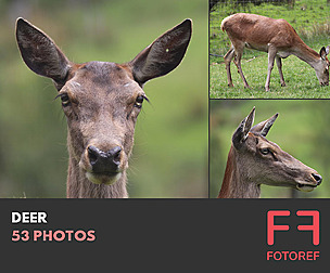 53 photos of Deer