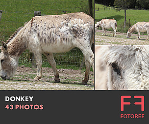 43 photos of Donkey