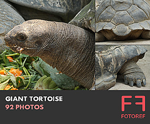 92 photos of Giant Tortoise