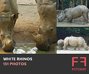 151 photos of White Rhinos
