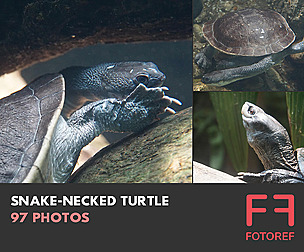 97 photos of Snake-Necked Turtle