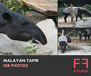 108 photos of Malayan Tapir
