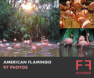 97 photos of American Flamingo