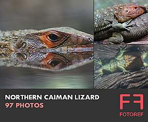 97 photos of Northern Caiman Lizard