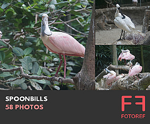 58 photos of Spoonbills