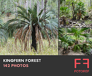 142 photos of Kingfern Forest