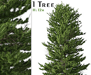 Red spruce Tree ( Picea rubens )
