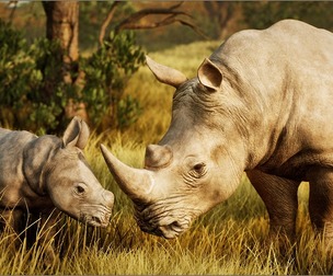 Animalia - White Rhinoceros (pack)